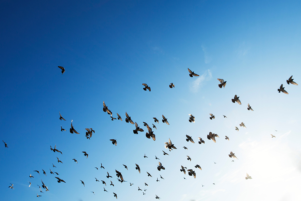 Fåglar som flyger på en blå himmel. 