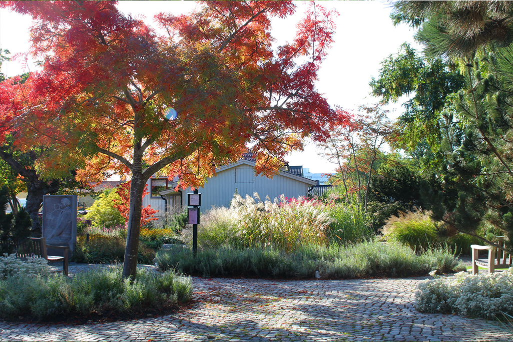 Foto på den kargare delen av Blombergs park på höstkanten. I förgrunden syns ett träd vars blad är i vackra höstfärger. I bakgrunden syns många olika perenner som sticker upp bakom en plantering med lavelendel.