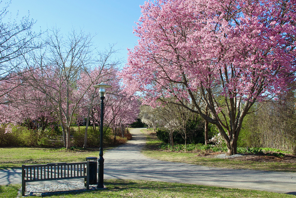 Foto på en del av Klosterparken under våren. I förgrunden av bilden syns en parkbänk som står vid en grusgång. Längre in i bilden syns en mängd stora blommande körsbärsträd. 