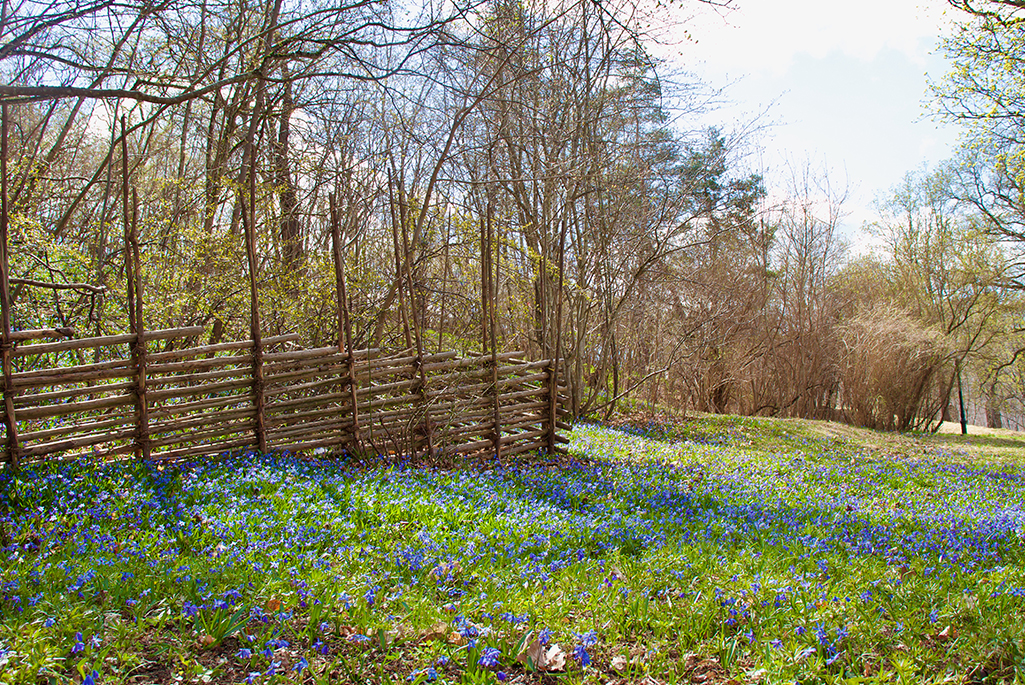 Foto från Skolparken under våren. i förgrunden syns blåblommande lökväxter i gräset. I bakgrunden syns en gärdesgård och stora buskage.